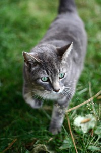 Fremde Katzen vertreiben