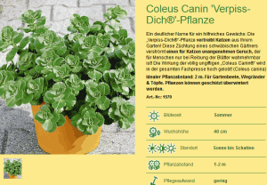 Coleus Canina Verpiss Dich Pflanze