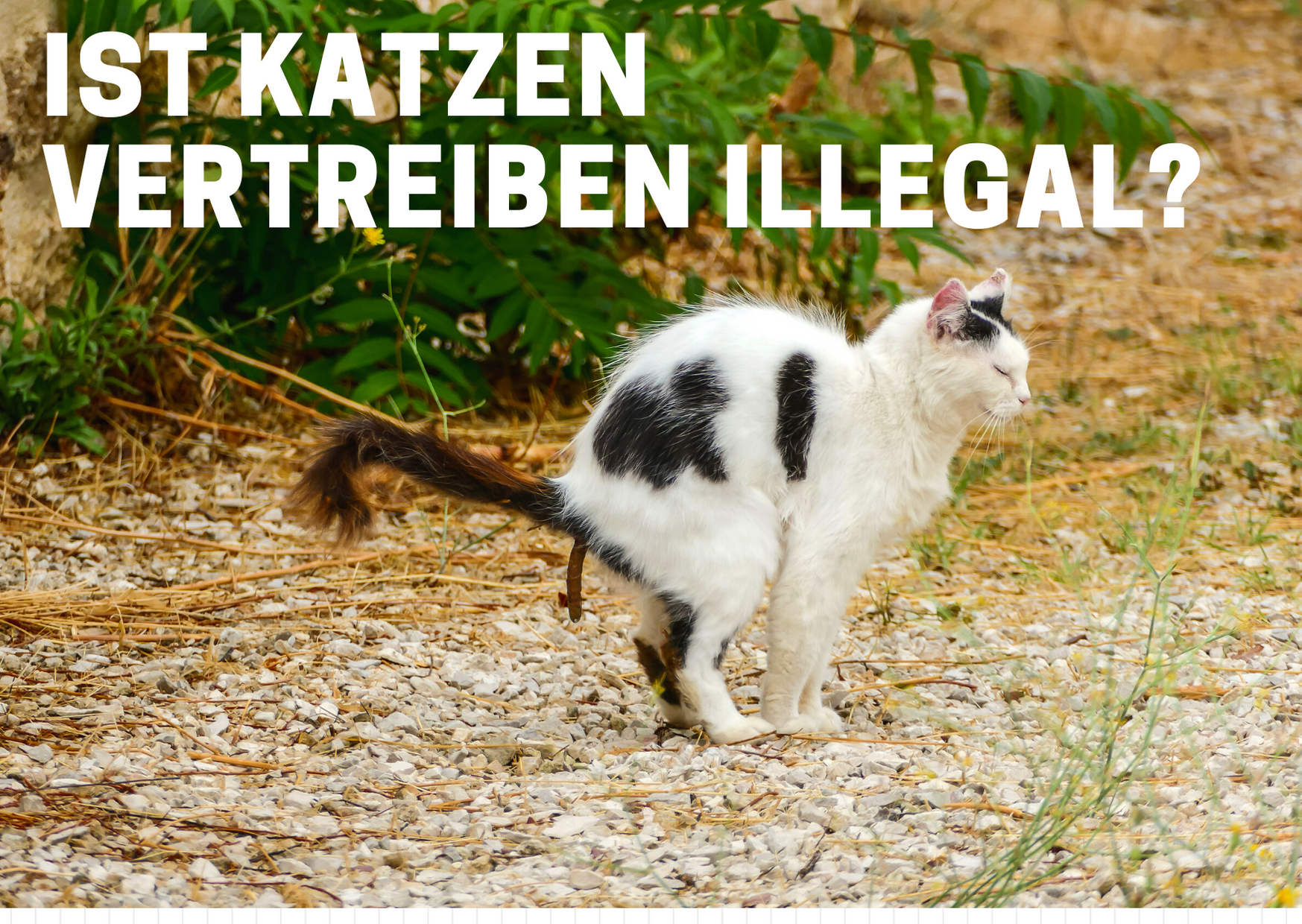 Ist Katzen vertreiben illegal?